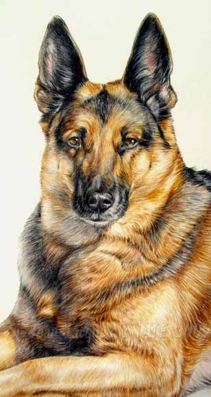 Chien berger Allemand en tableau animalier